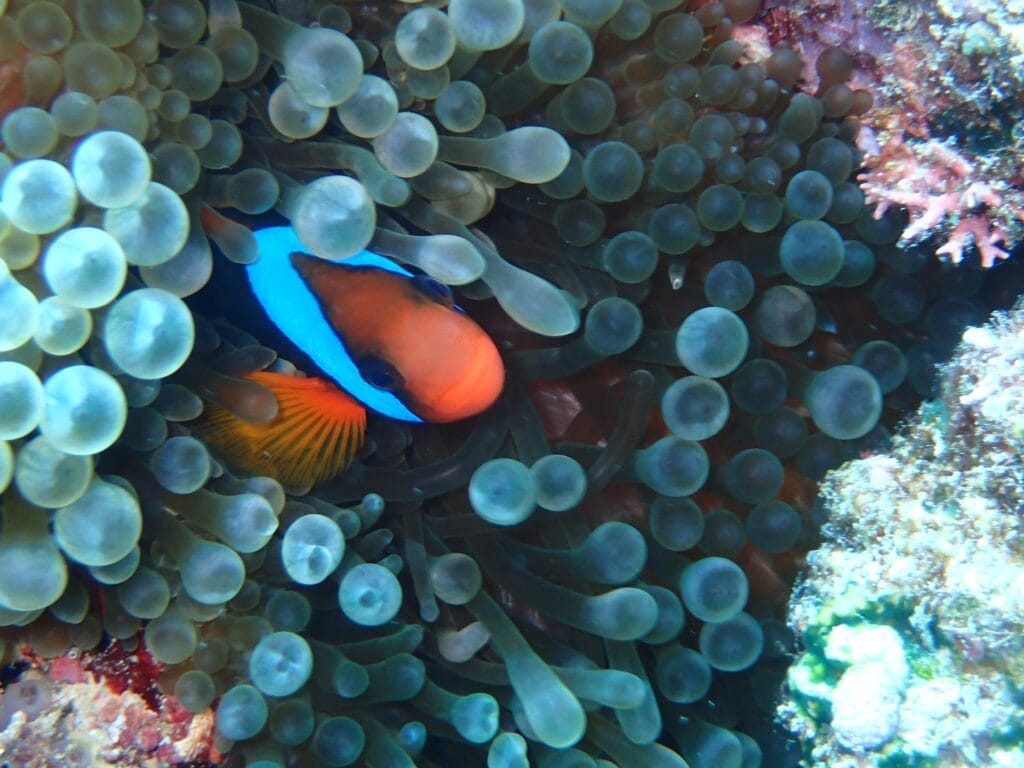 figi