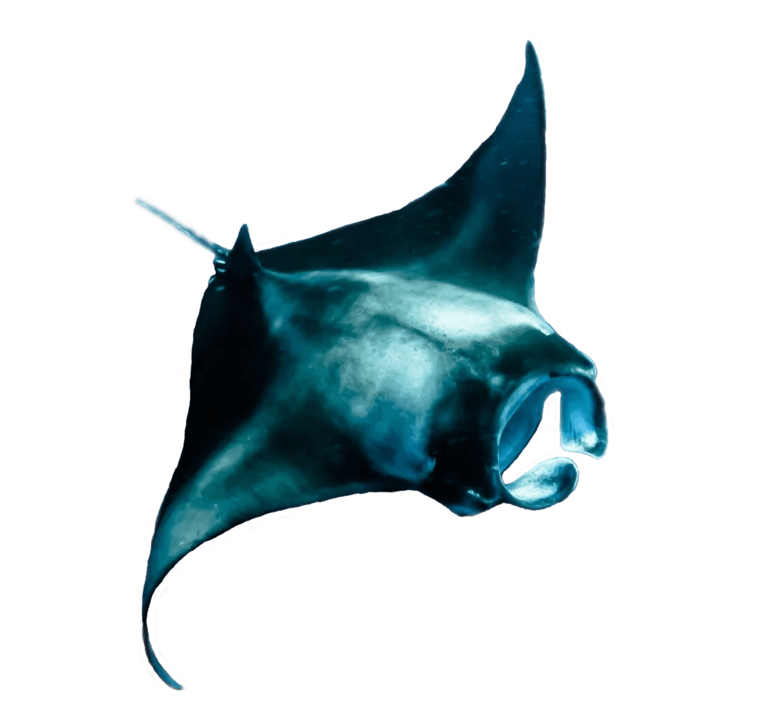 image-rays_foreground